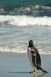Picture 'Ant1_1_0331 Gentoo penguin, Falkland Islands, Antarctica and sub-Antarctic islands'
